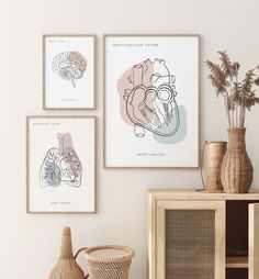 three framed medical diagrams hang on the wall next to a vase with dried flowers in it