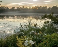 the sun is setting over some water and flowers