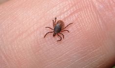 a tick that is sitting on someone's arm