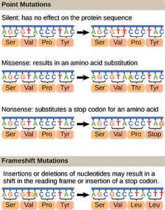 two diagrams showing the different types of proteins