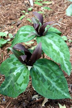 a close up of a plant with green leaves and brown flowers in the dirt ground