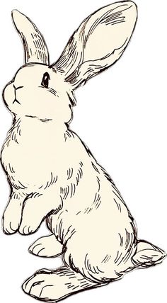 a drawing of a rabbit sitting on the ground