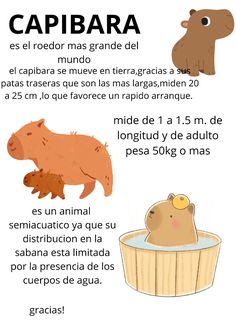 the spanish poster shows different animals in a bathtub, including an animal and a bear