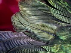 the feathers of a bird are green and purple