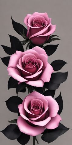 three pink roses with black leaves on a gray background