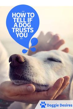 a person holding a dog's nose with the caption how to tell if a dog trust you