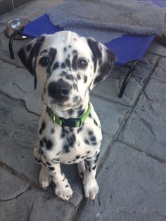 a dalmatian puppy sitting on the ground next to a blue chair and towel