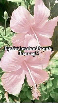 a pink flower with the words if you don't have a board for pretty flowers why