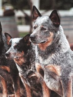 three dogs are standing next to each other