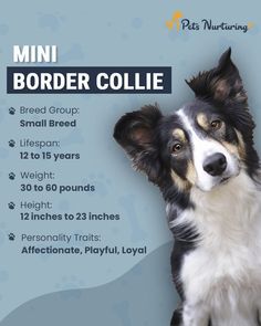 All Information about Mini Border Collie: All Details Miniature Border Collie, Collie Breeds, Border Collie Puppies, Kinds Of Dogs, Border Collies, Dogs Puppy, Small Breed, Personality Traits, Dog Photography