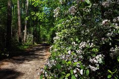 a dirt road surrounded by trees and flowers