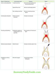 Pulpectomy In Primary Teeth Notes - Anatomy Study Guide Lehenga Designs Simple, Lehenga Designs