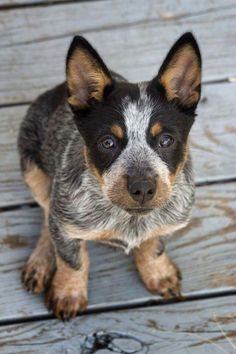 a small dog sitting on top of a wooden floor