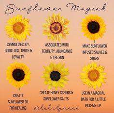 the sunflower magic guide for beginners to learn how to use it