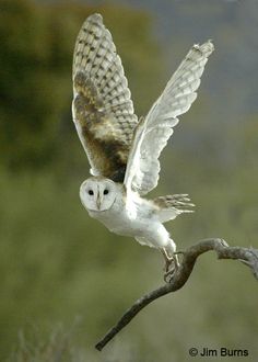 an owl is flying low to the ground