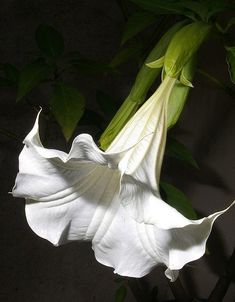 a white flower with green leaves in the background