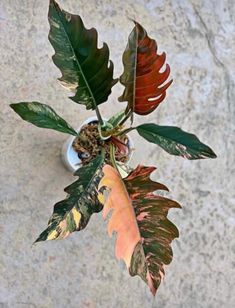 a potted plant with some leaves in it