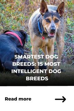 Are they among the most intelligent dog breeds in the world? If they belong to one of the breeds on this list,