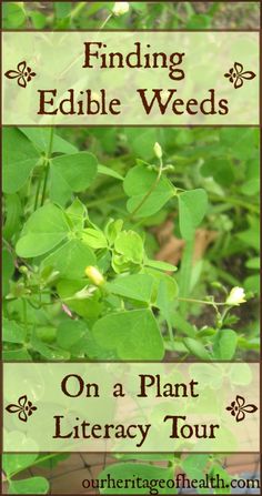 a green plant with the words finding edible weeds on a plant library tour in front of it