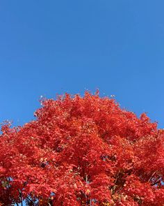 a tree with red leaves in front of a blue sky