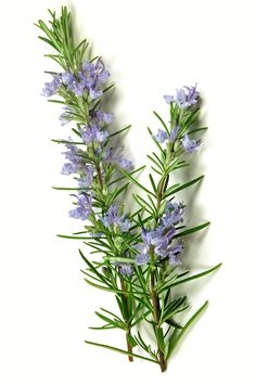 some very pretty purple flowers with green stems