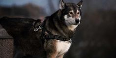 a dog standing on top of a stone wall next to a tree trunk and wearing a harness