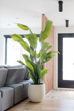 a houseplant in a white planter on a wooden floor next to a gray couch