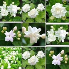 many different pictures of white flowers and green leaves