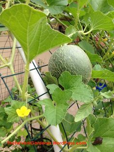 the green fruit is growing in the garden