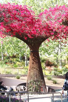 people sitting on benches under a large tree with pink flowers in the center and green trees behind them