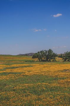 an open field with yellow flowers and trees