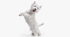 a small white dog standing on its hind legs