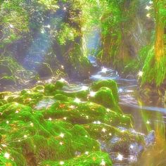 a stream running through a lush green forest filled with lots of moss covered rocks and trees