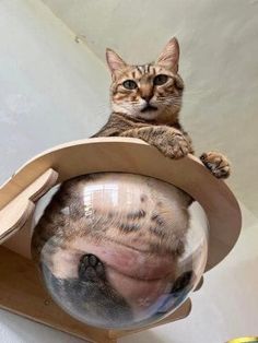 a cat sitting on top of a wooden object