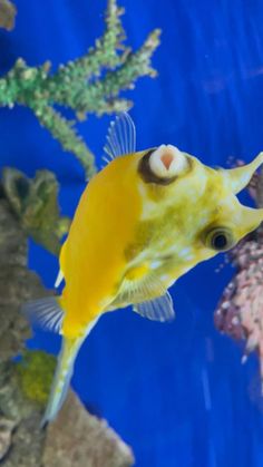 a yellow fish is swimming in an aquarium