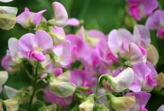 pink and white flowers are blooming in the garden