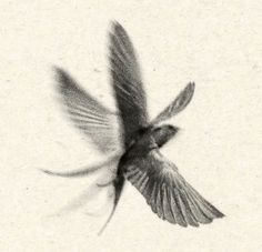 a black and white photo of a bird flying