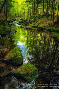 a stream running through a forest filled with lots of green mossy rocks and trees