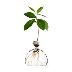 a small plant in a glass vase with roots growing out of the top, on a white background