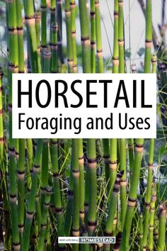 the cover of horsetail forging and uses, with lots of tall green plants