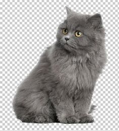 a fluffy gray cat sitting down looking at the camera, with yellow eyes and long hair