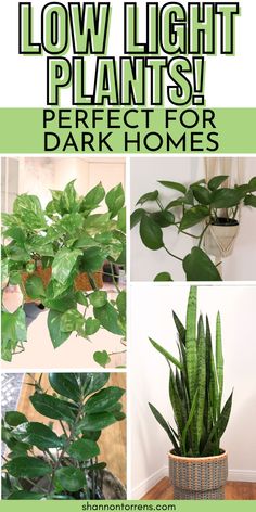 Low Light Plants Perfect for Dark Homes! Dark Homes, Indoor Plants Low Light, Easy House Plants, Succulent Landscape Design, Low Light Indoor Plants, Indoor House Plants