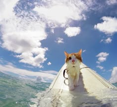 an orange and white cat sitting on top of a surfboard in the middle of the ocean