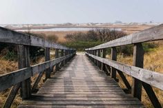 a wooden walkway leads to a marshy area with tall grass and trees in the background