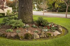 a large tree in the middle of a yard with rocks and flowers growing around it