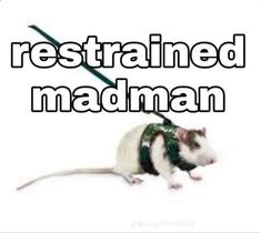 the rat is wearing a green collar and leash with words that read restrailed madman