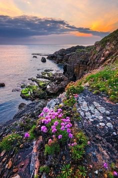 purple flowers growing on the side of a rocky cliff by the ocean at sunset or dawn