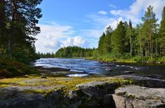 a river running through a forest filled with lots of rocks and grass on the ground