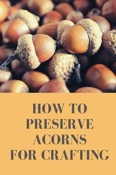 acorns with the title how to preserve acorns for crafting