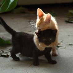 two small kittens playing with each other on the ground in front of some leaves